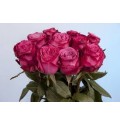ΤΡΙΑΝΤΑΦΥΛΛΑ ΜΟΒ 60εκ.ROSEN I2i 60cm.